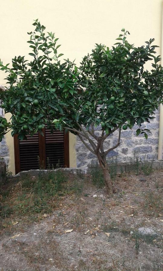 La Collina Dei Ciliegi Bed & Breakfast Sarule Luaran gambar